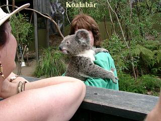 Koalabr